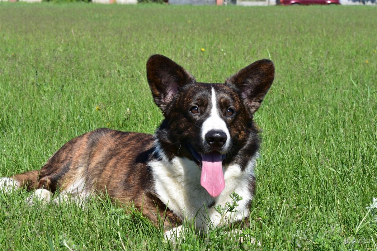 Вельш корги кардиган флаффи