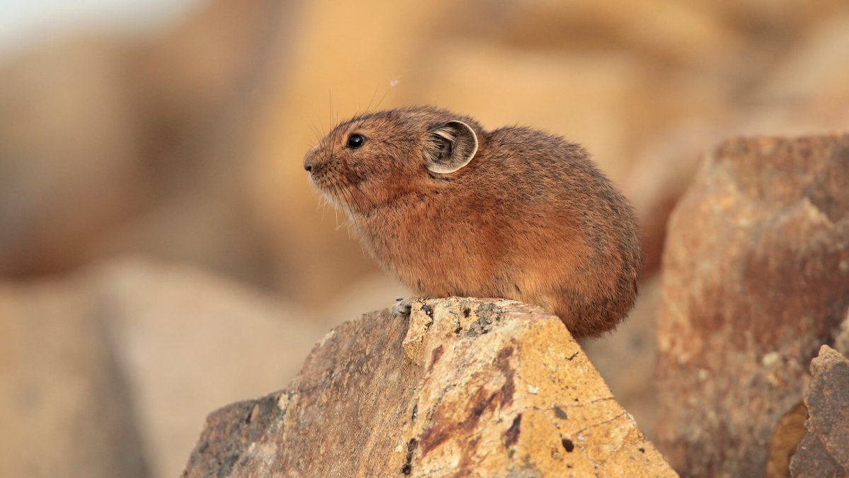 Алтайская пищуха