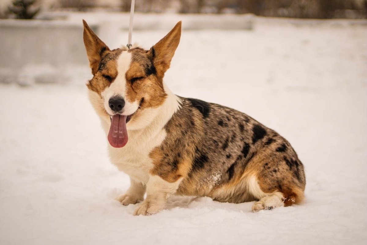 Корги кардиган вязка