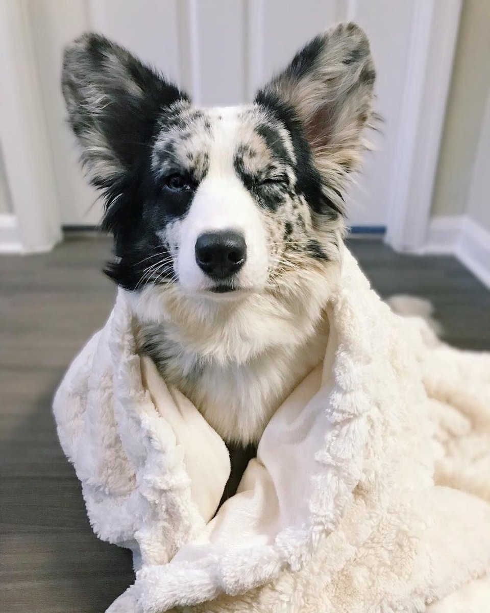 Корги кардиган Блю Мерль