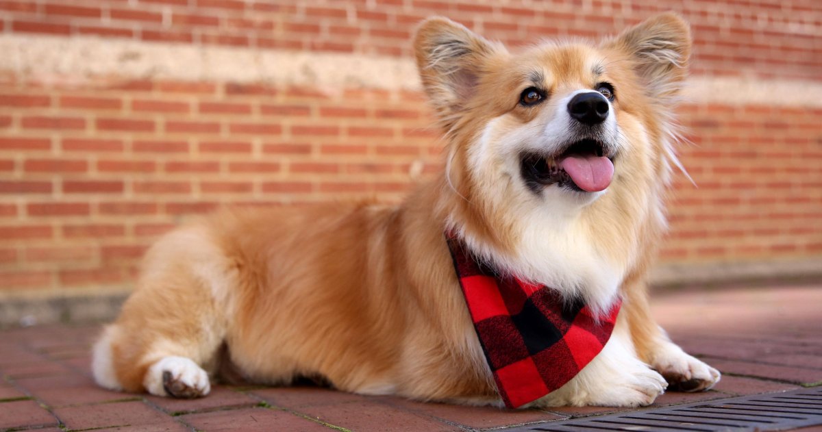 Вельш-корги-кардиган Флафф