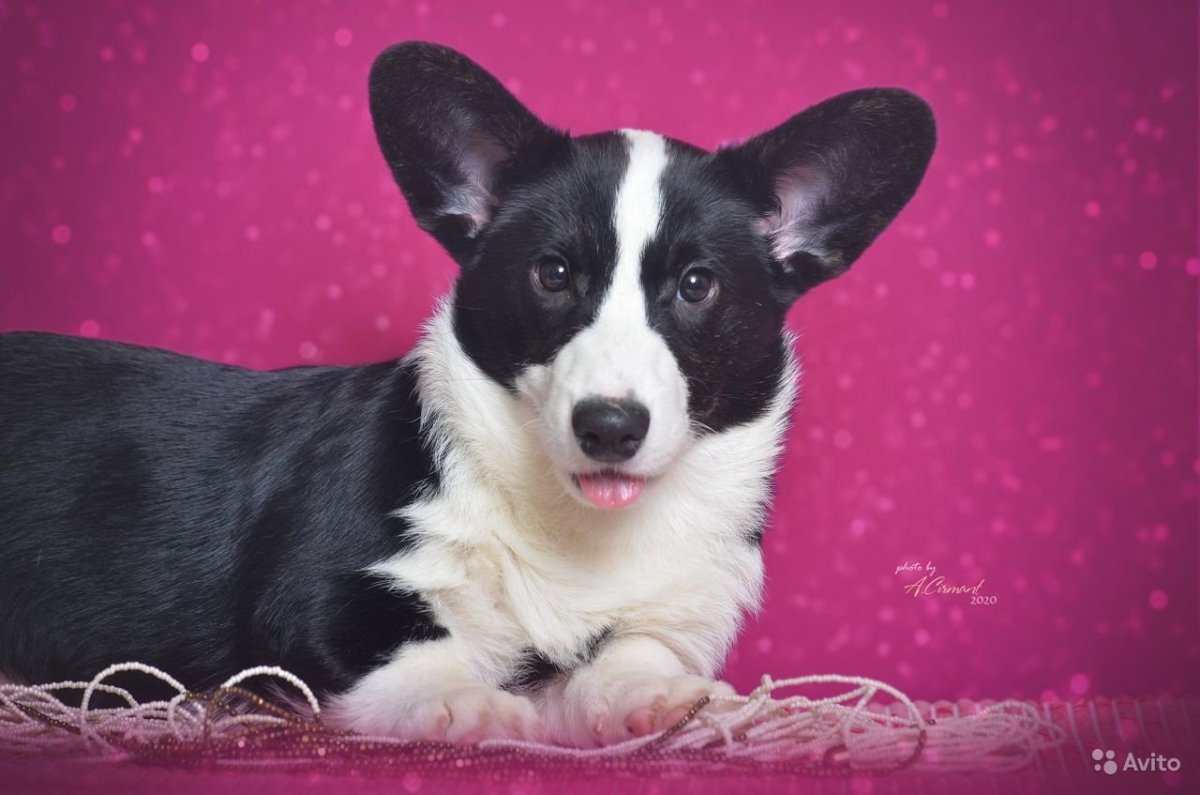 Вельш корги кардиган