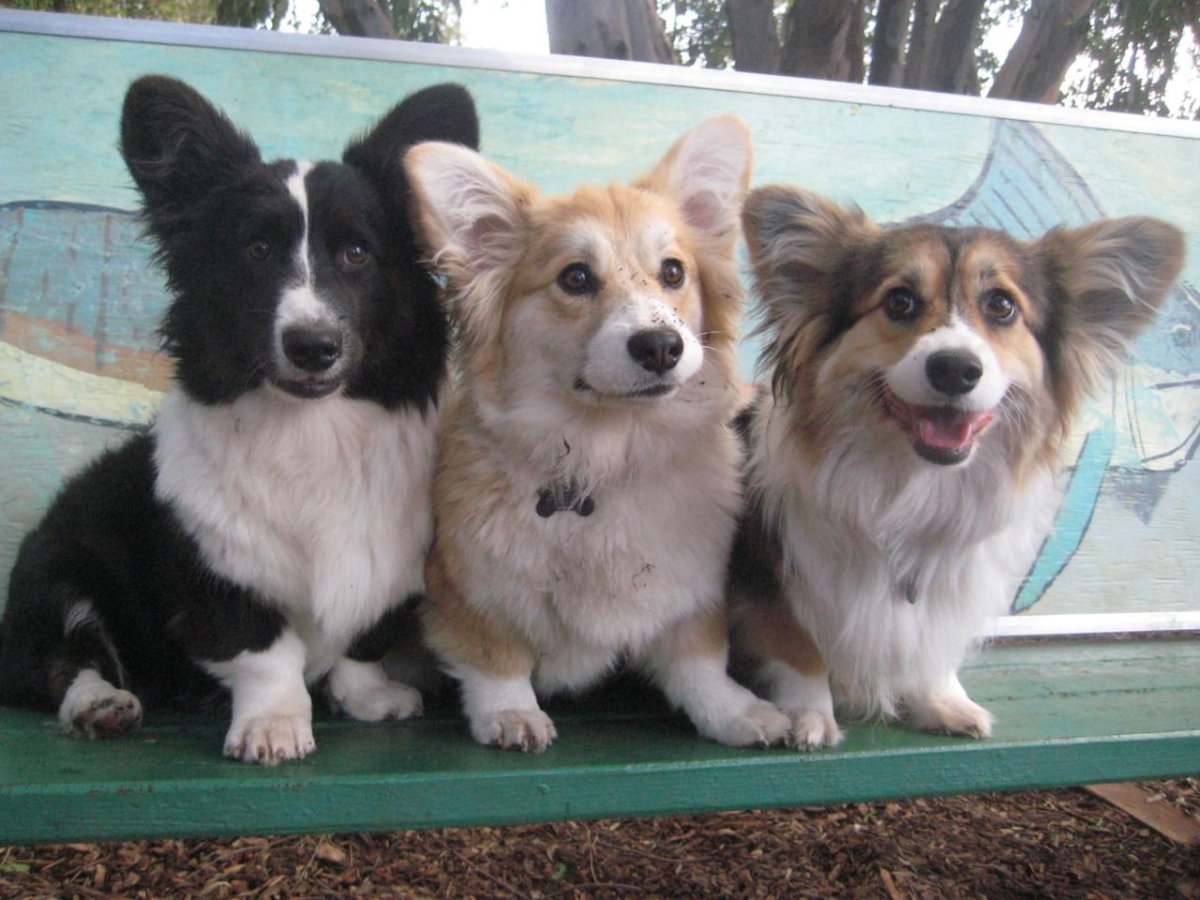 Длинношерстный корги пепельного цвета