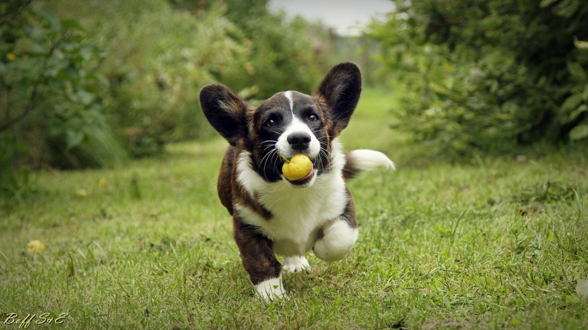 Собака корги кардиган в траве