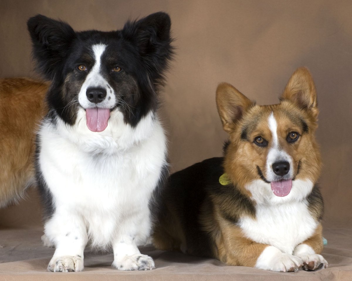 Корги кардиган флаффи