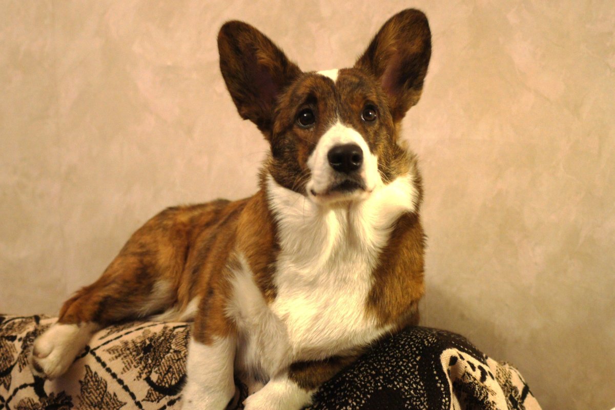 Корги пемброк флаффи