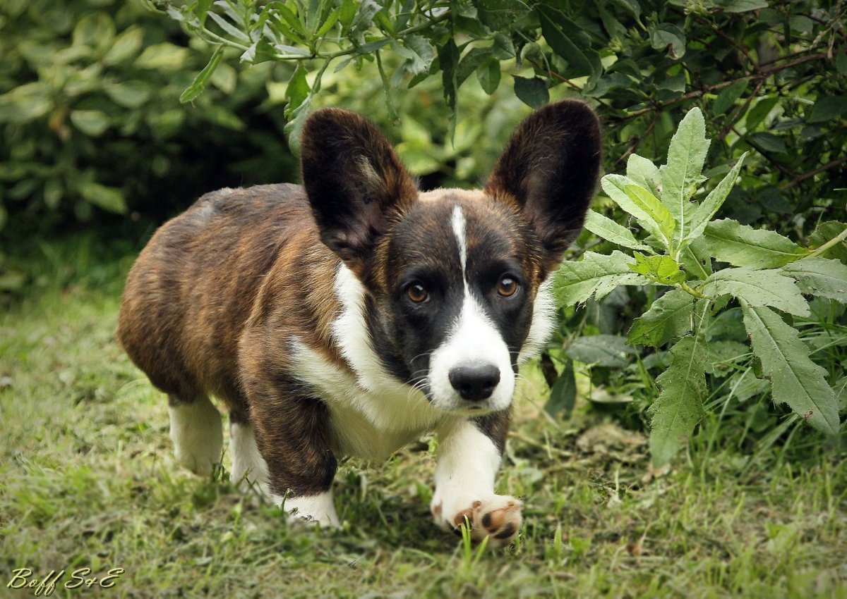 Корги кардиган флаффи