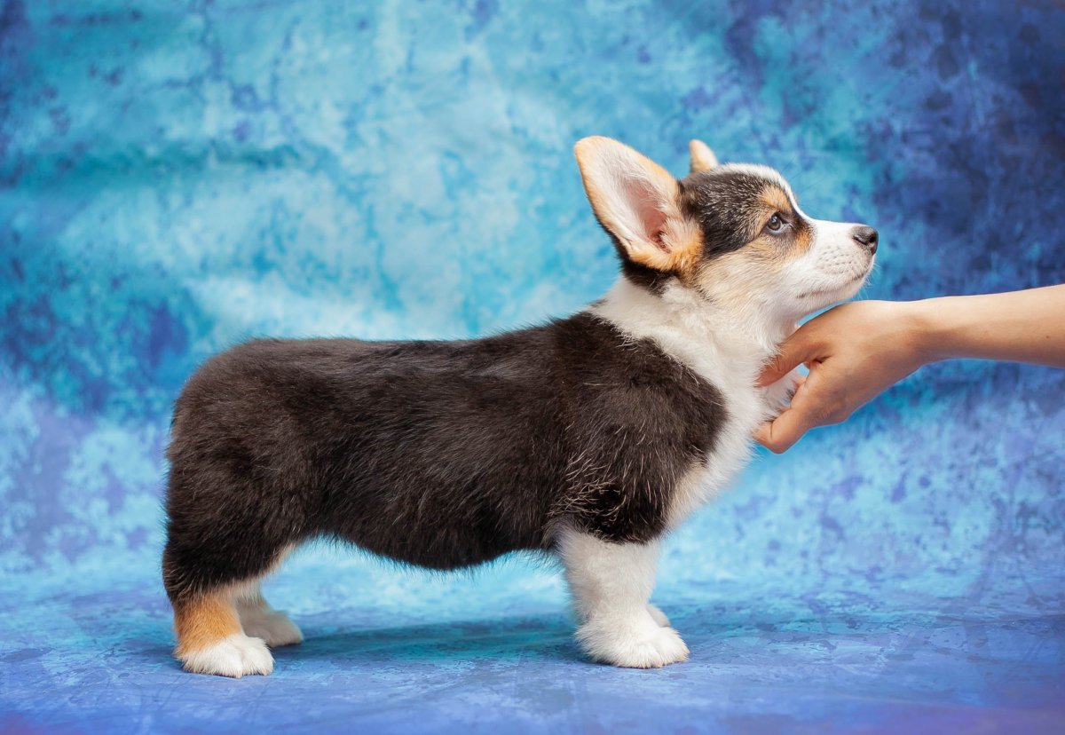 Вельш корги кардиган флаффи