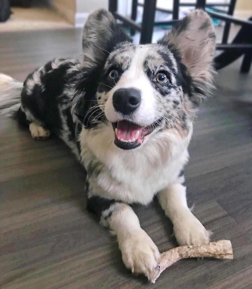 Вельш корги кардиган