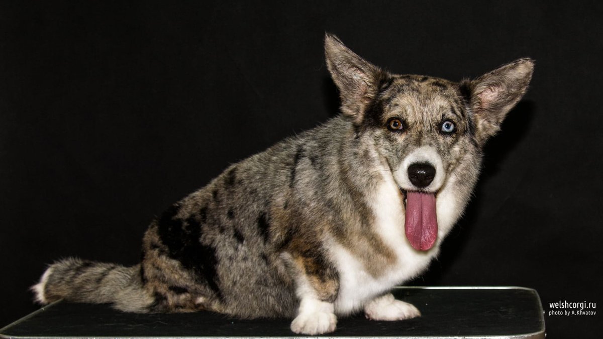 Корги вельш корги кардиган