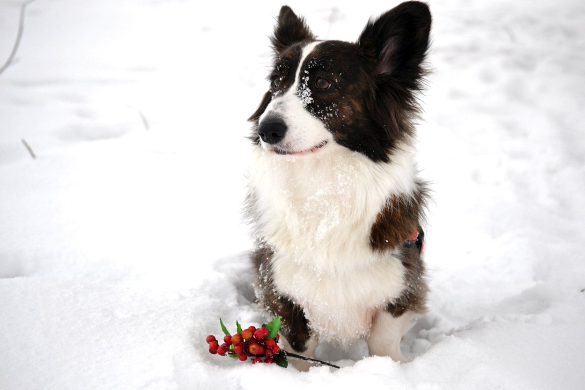Корги кардиган коричневый флаффи