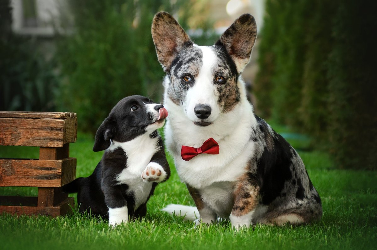 Вельш корги кардиган обои