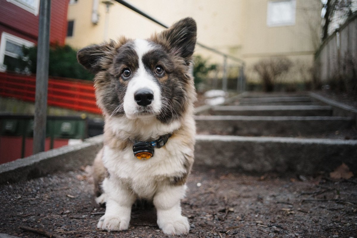 Корги кардиган флаффи