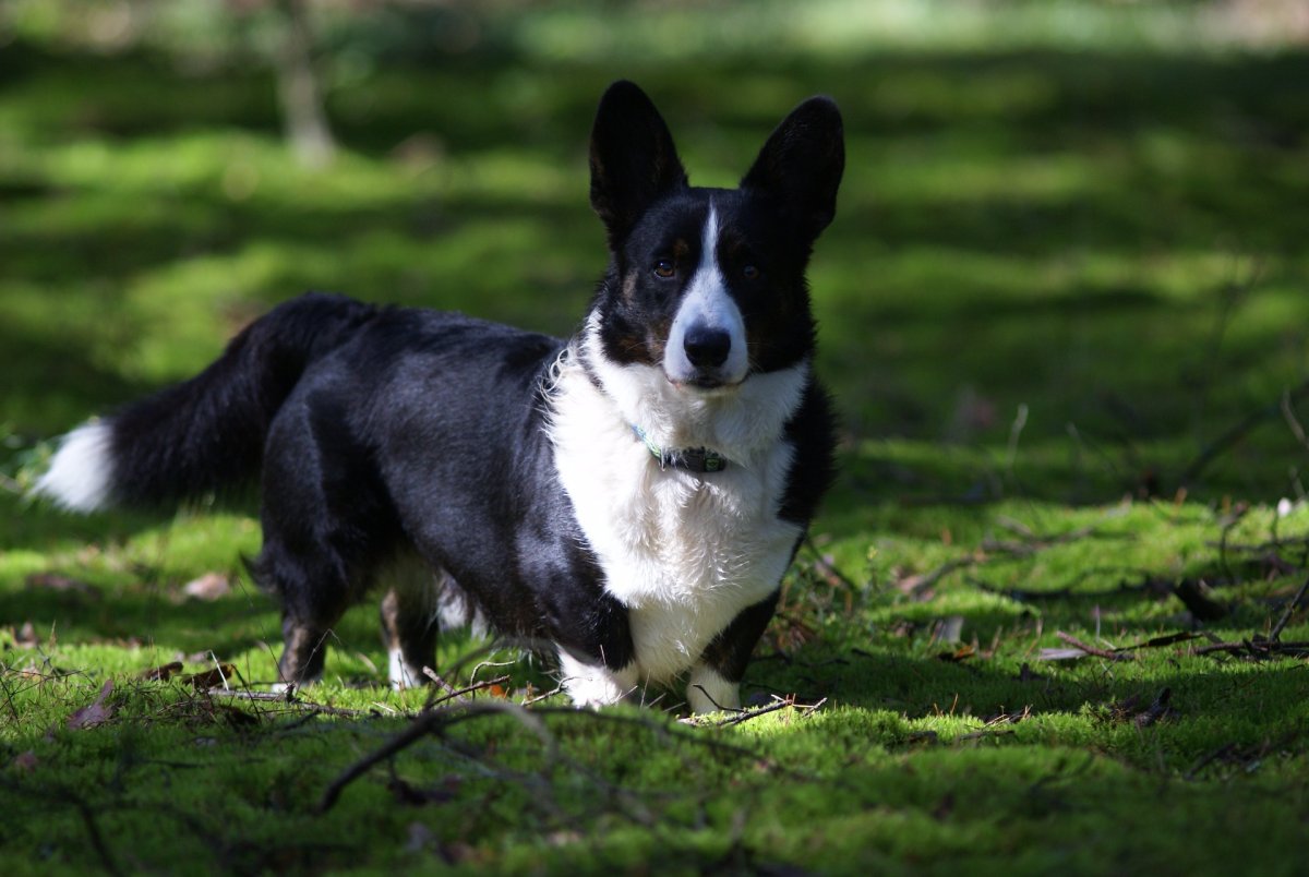 Корги кардиган флаффи мраморный