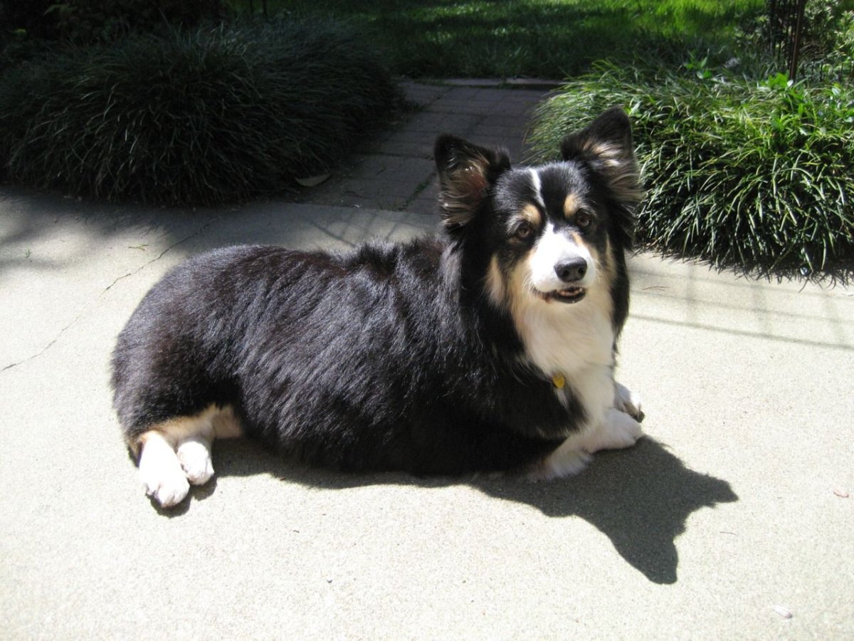 Корги кардиган флаффи