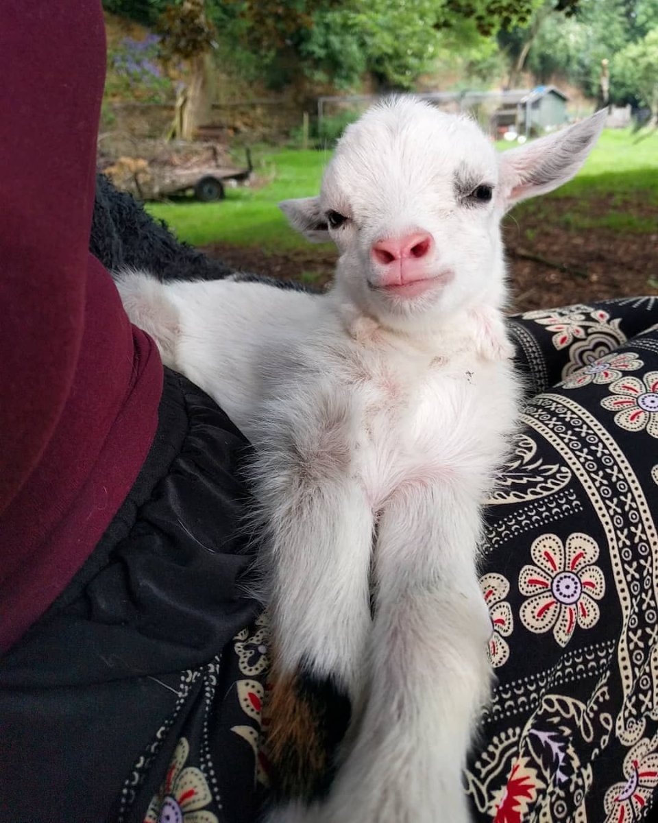 Карликовые козы