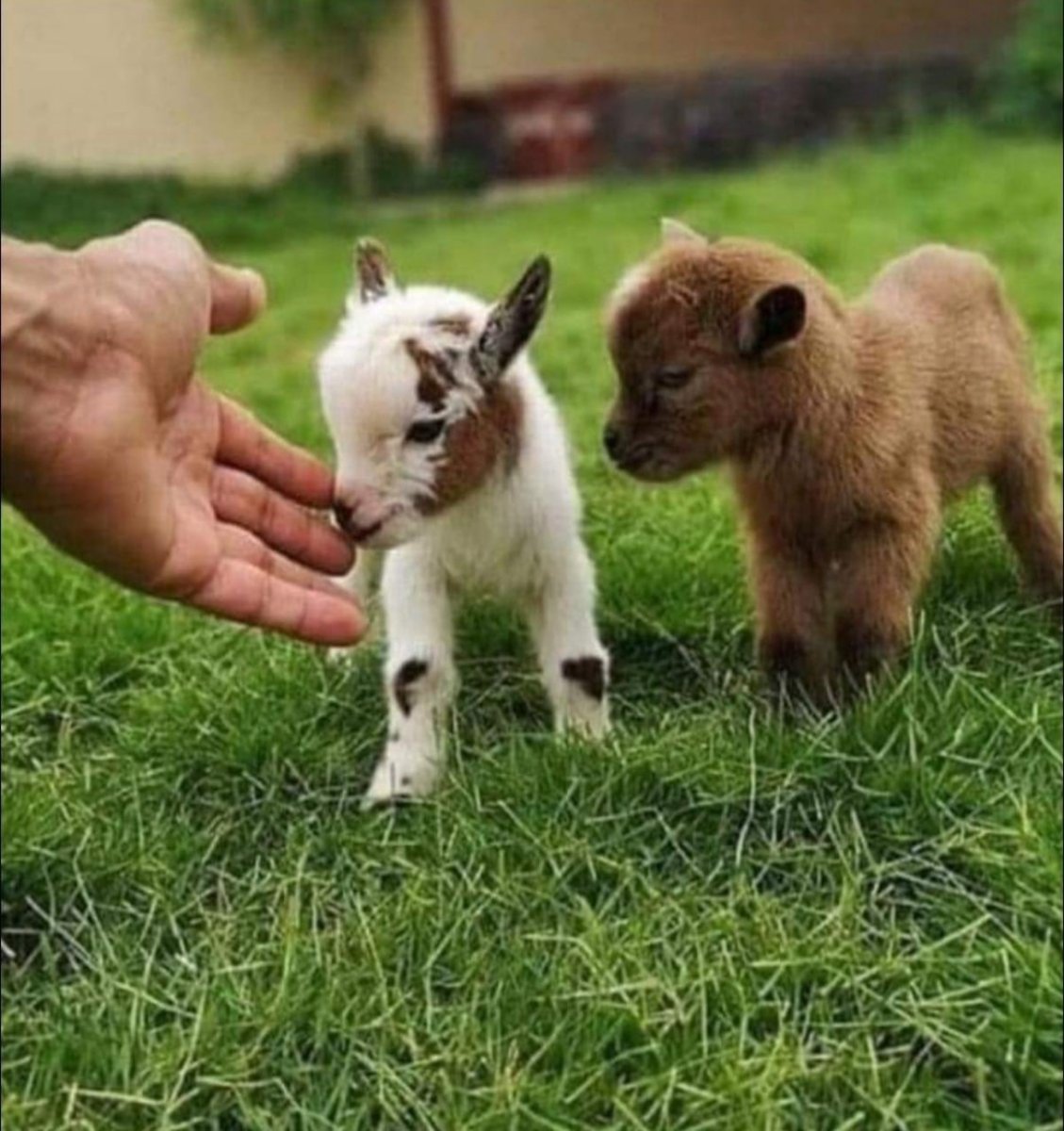 Карликовые козлята