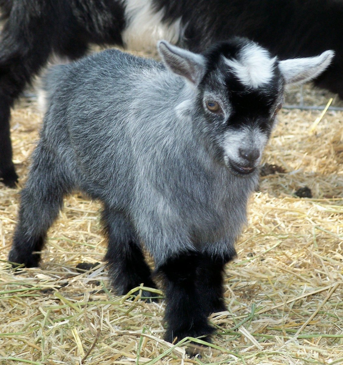 Карликовые козы