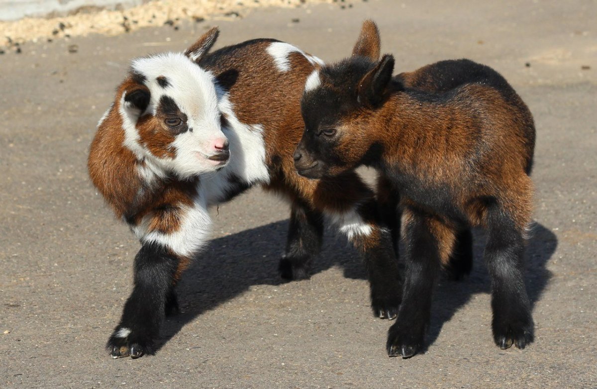 Маленькая коза трехцветная