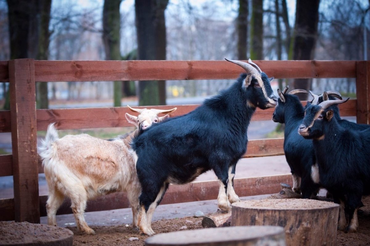 Камерунский карликовый козлик