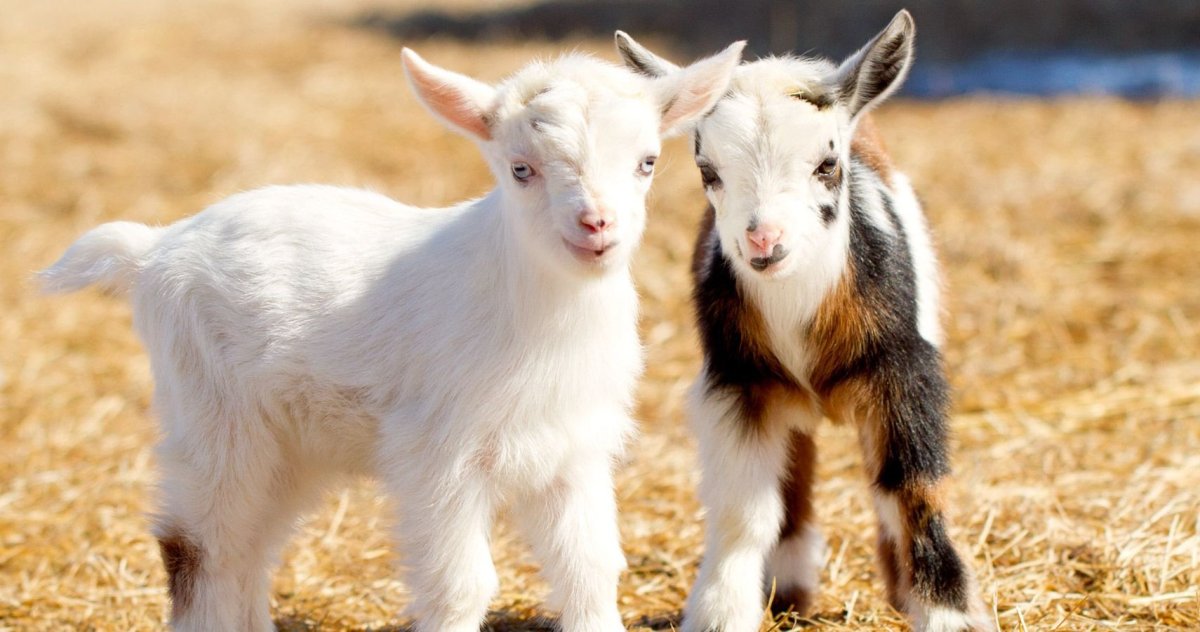 Козленок пятнистый