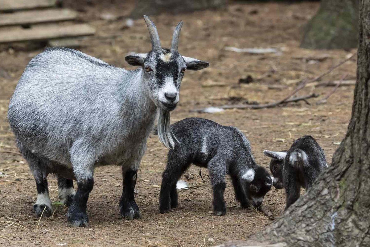 Pygmy Goat Black