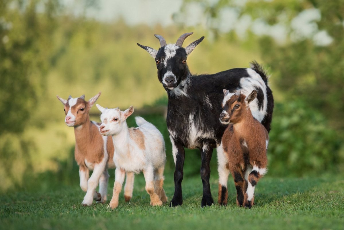 Камерунские Карликовые козы