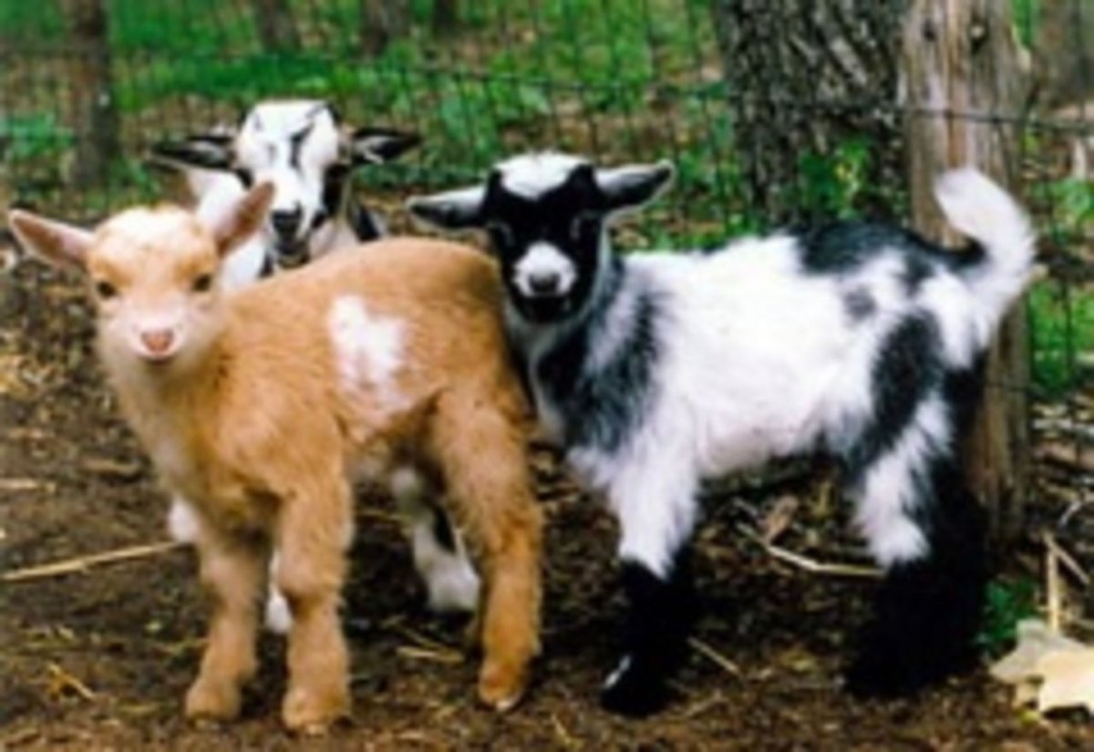 Трехцветные козлята