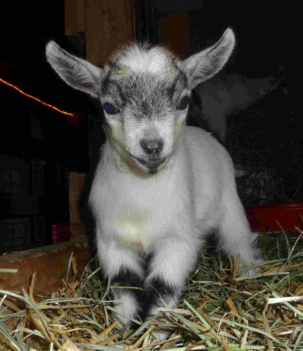 Карликовые козы