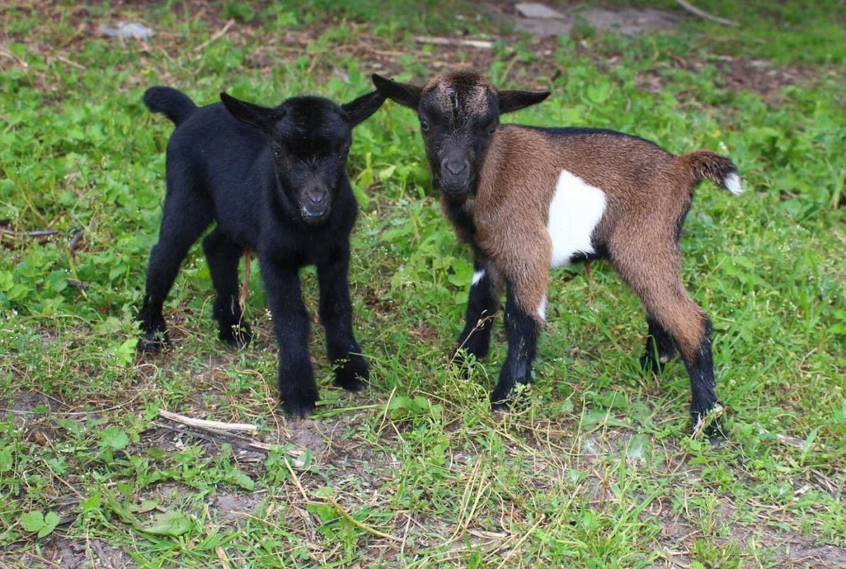 Мини козы камерунские