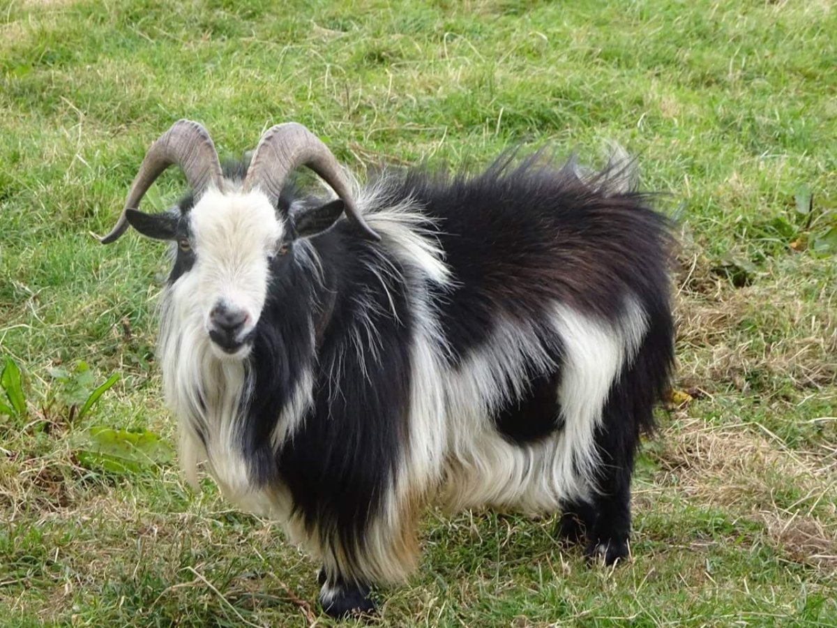 American Pygmy Goat