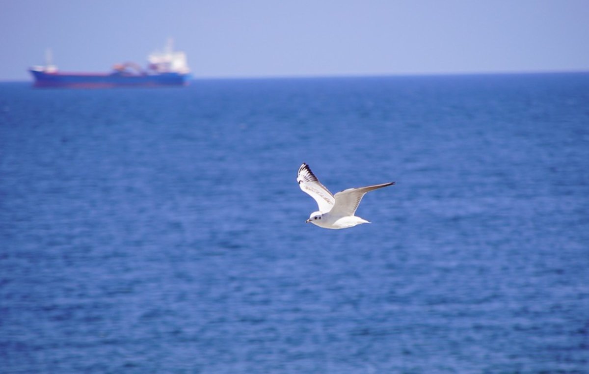 Чайки, корабль и море