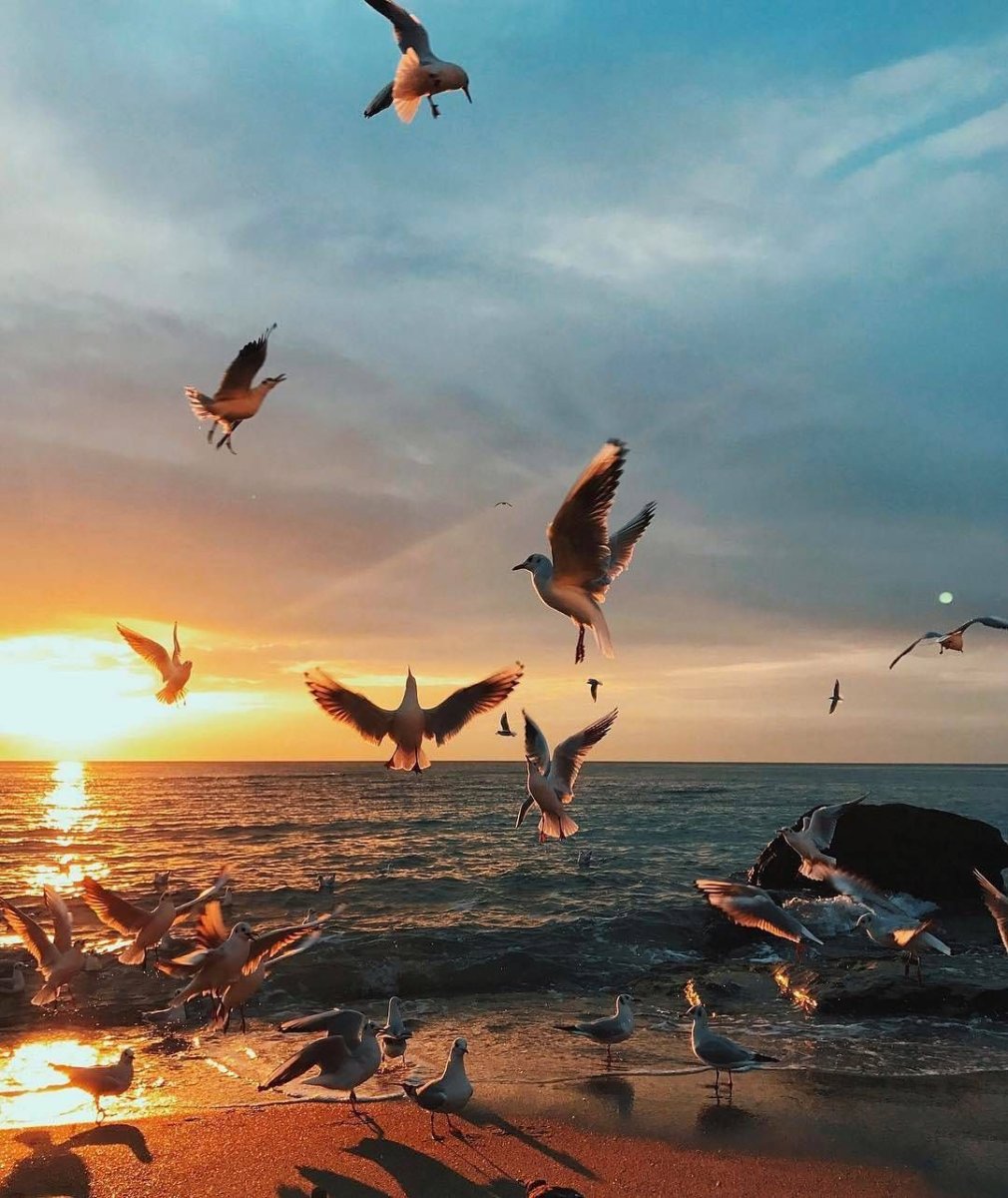 Море, Чайки