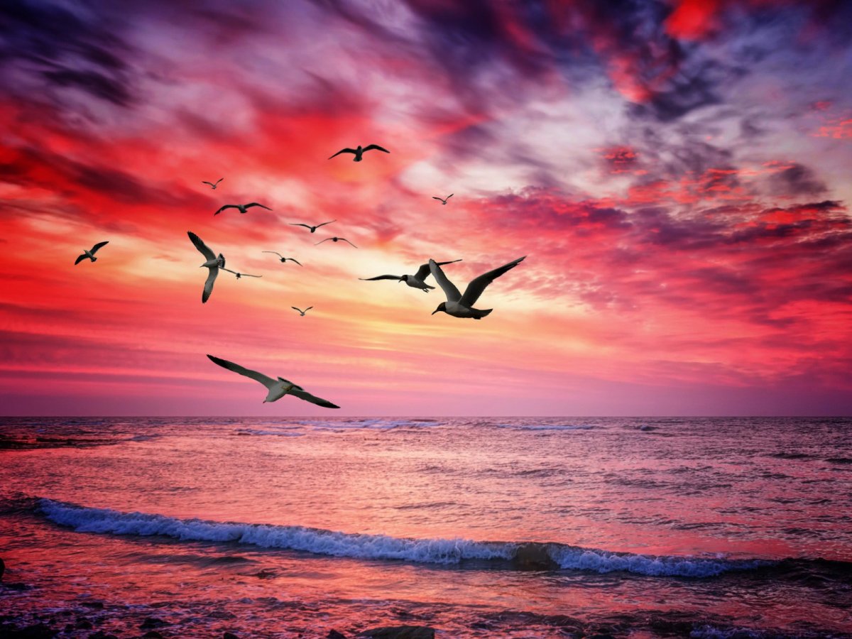 Небо море птицы