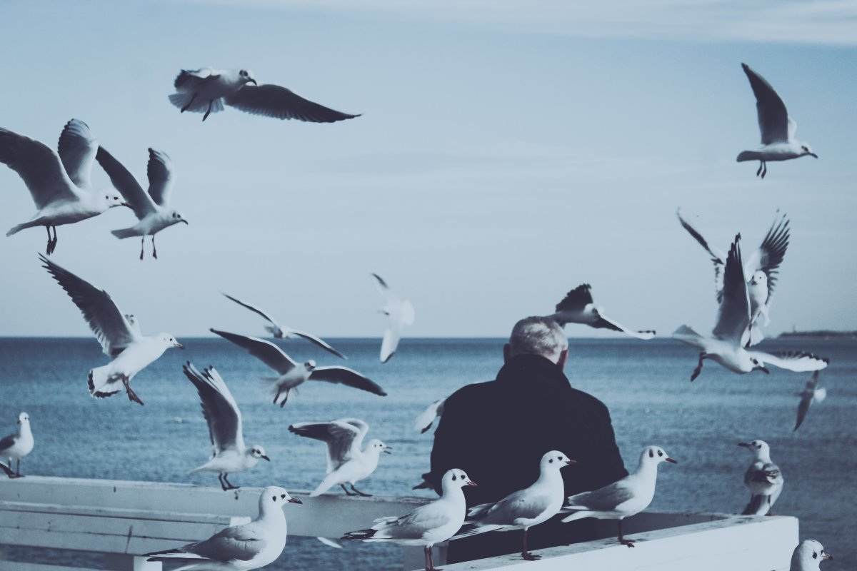Человек Чайки море
