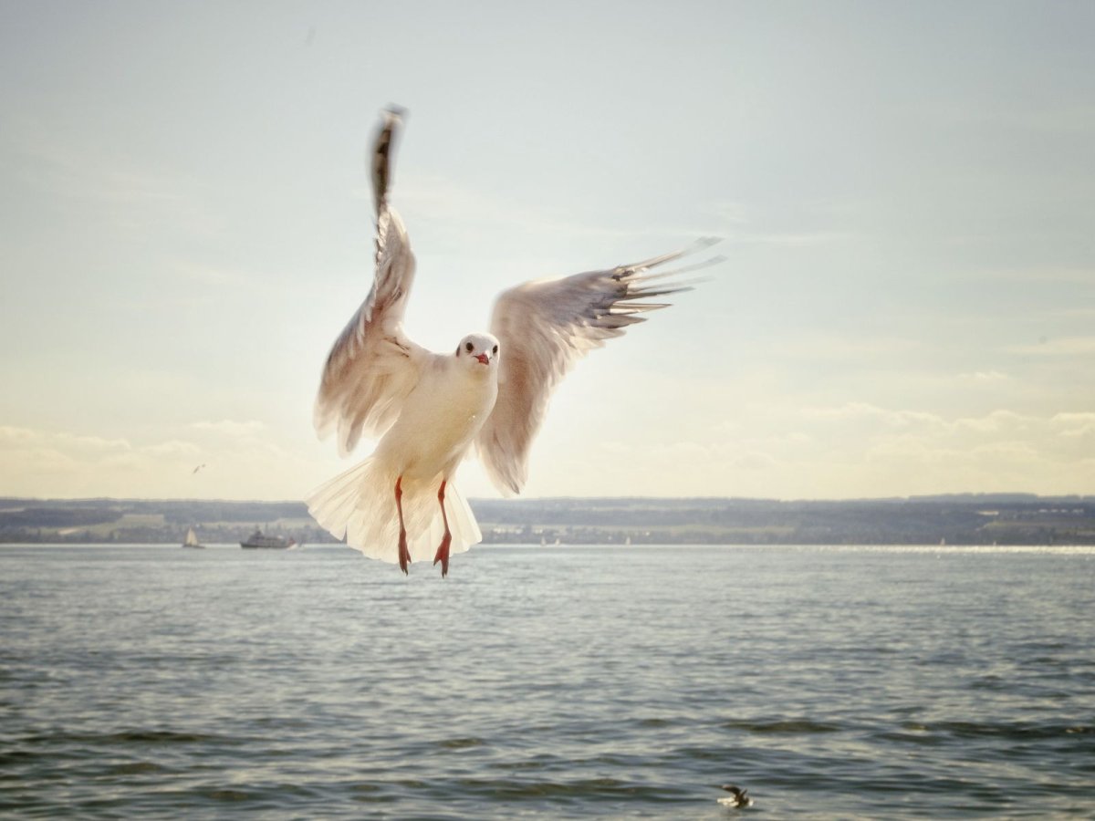 Счастливая Чайка