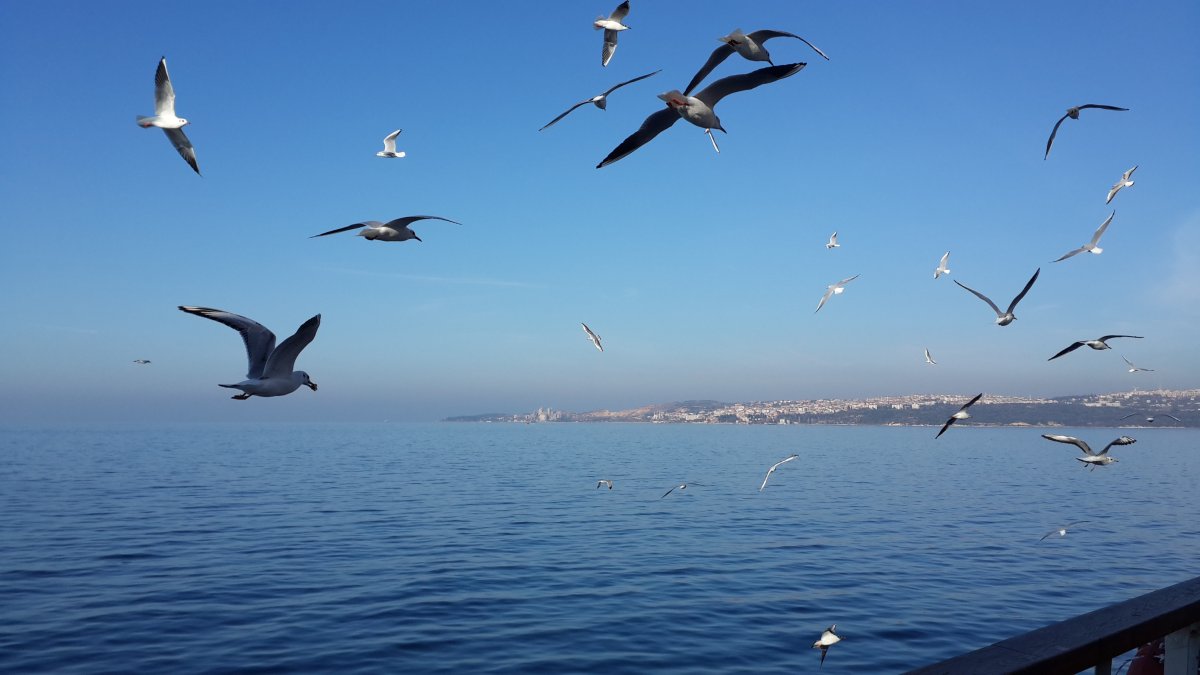 Море, Чайки