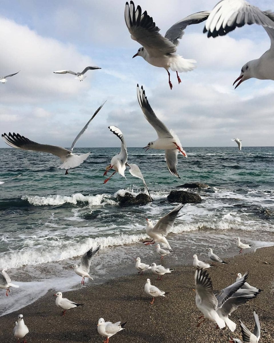 Морские птицы красивые