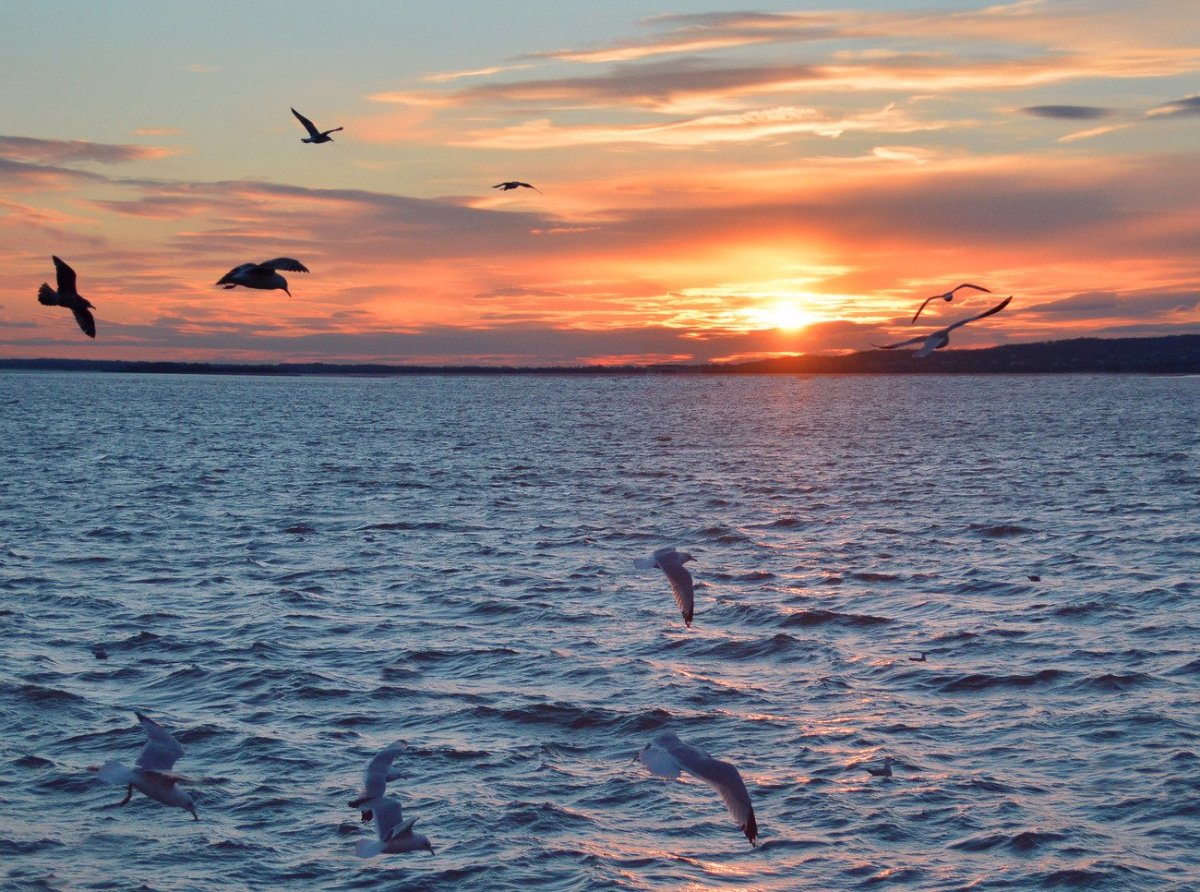 Каспийское море Дельфин