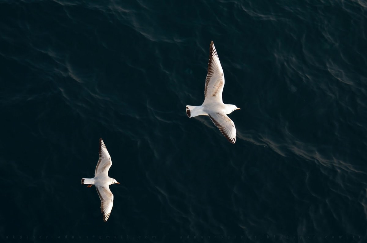 Чайка вид сверху