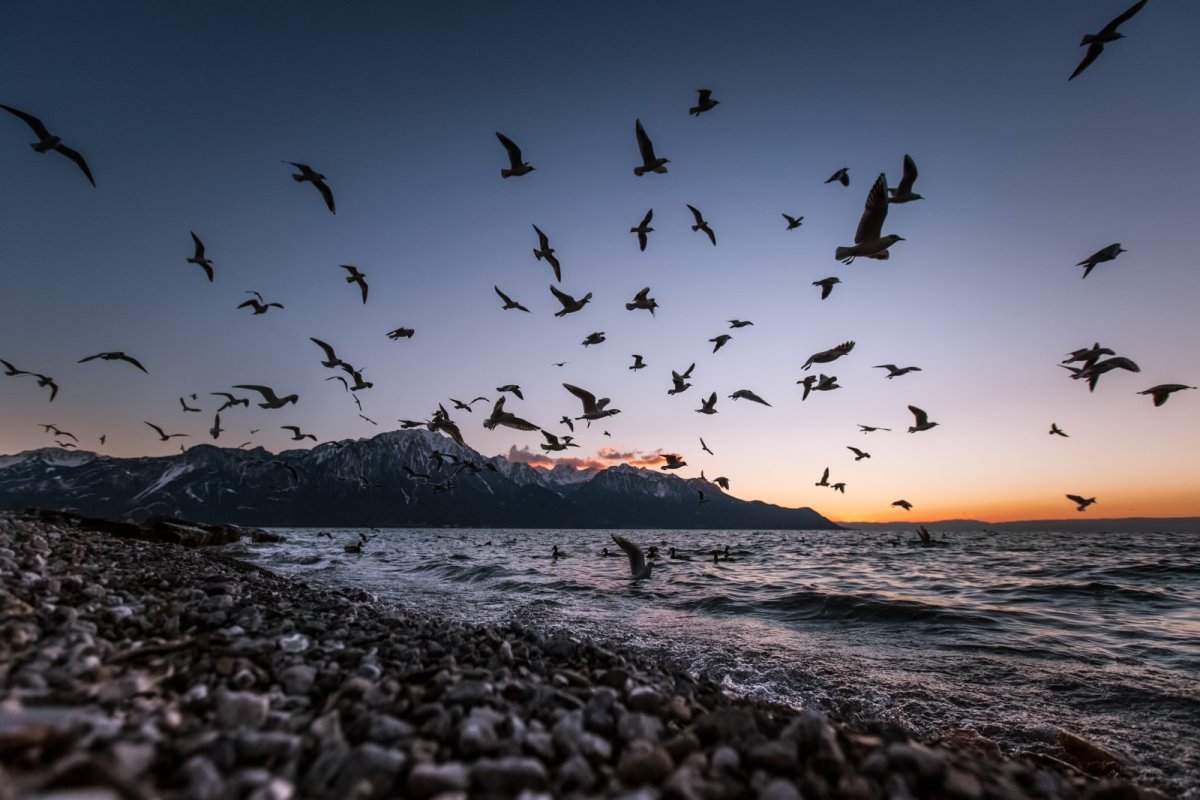 Страшные птицы над морем