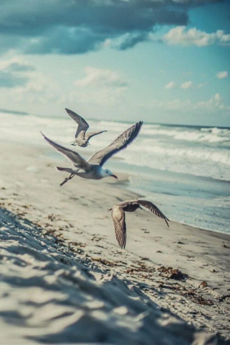 Птица на берегу моря