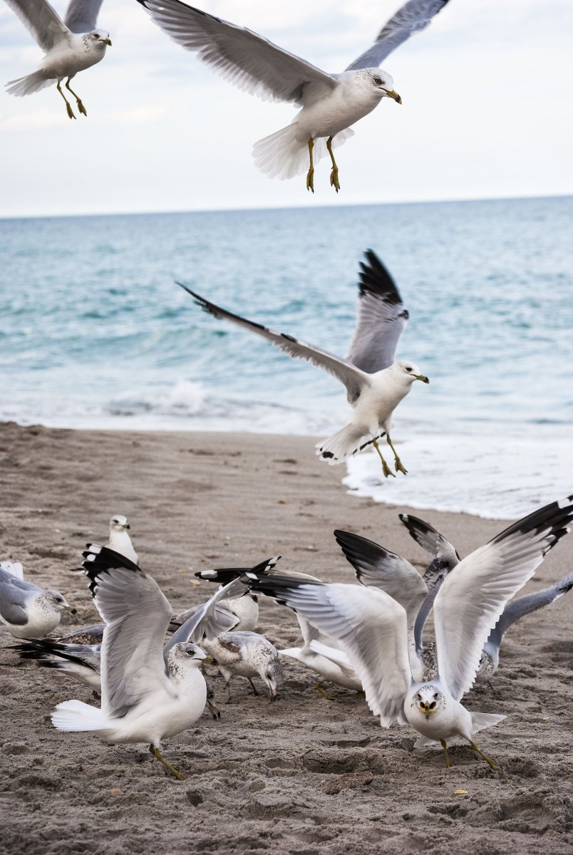 Альбатрос черное море