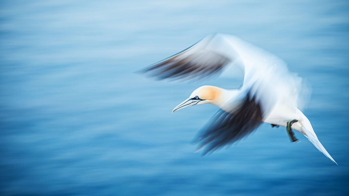 Фотообои море Чайки