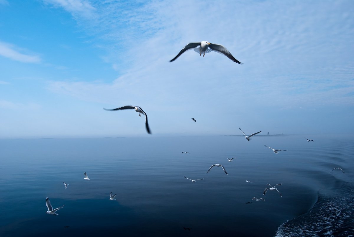 Пейзаж с птицами