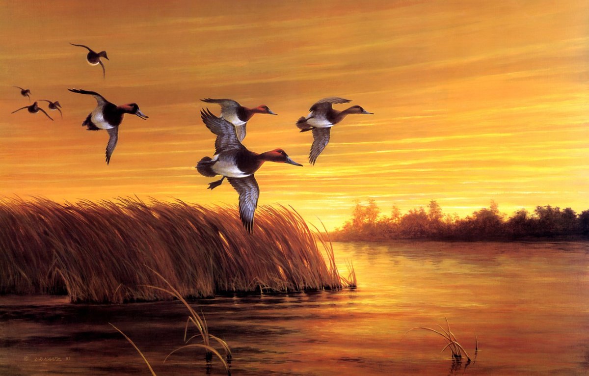 Птицы над морем