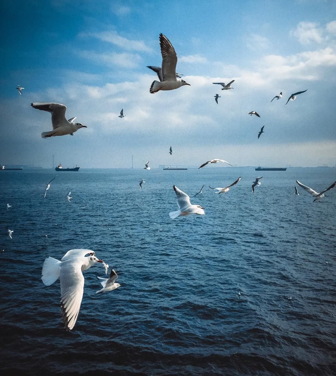 Птицы в небе