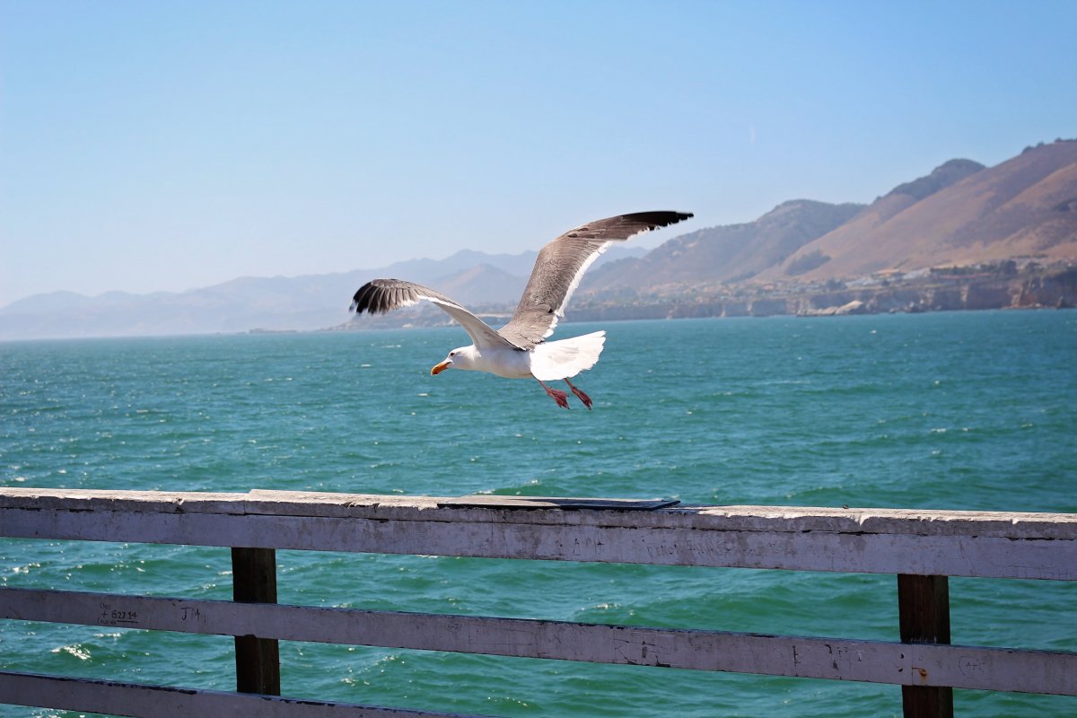 Птицы над морем