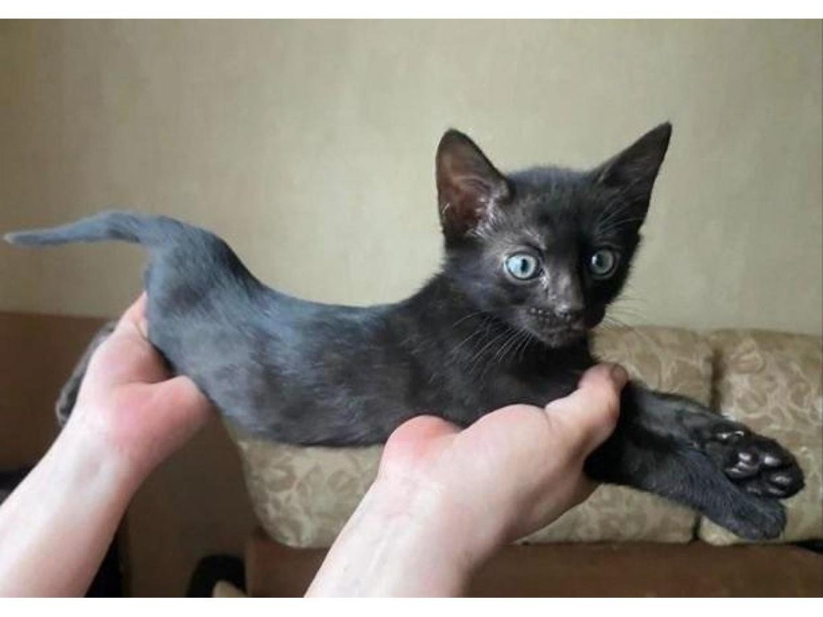 Бенгальская кошка меланистик