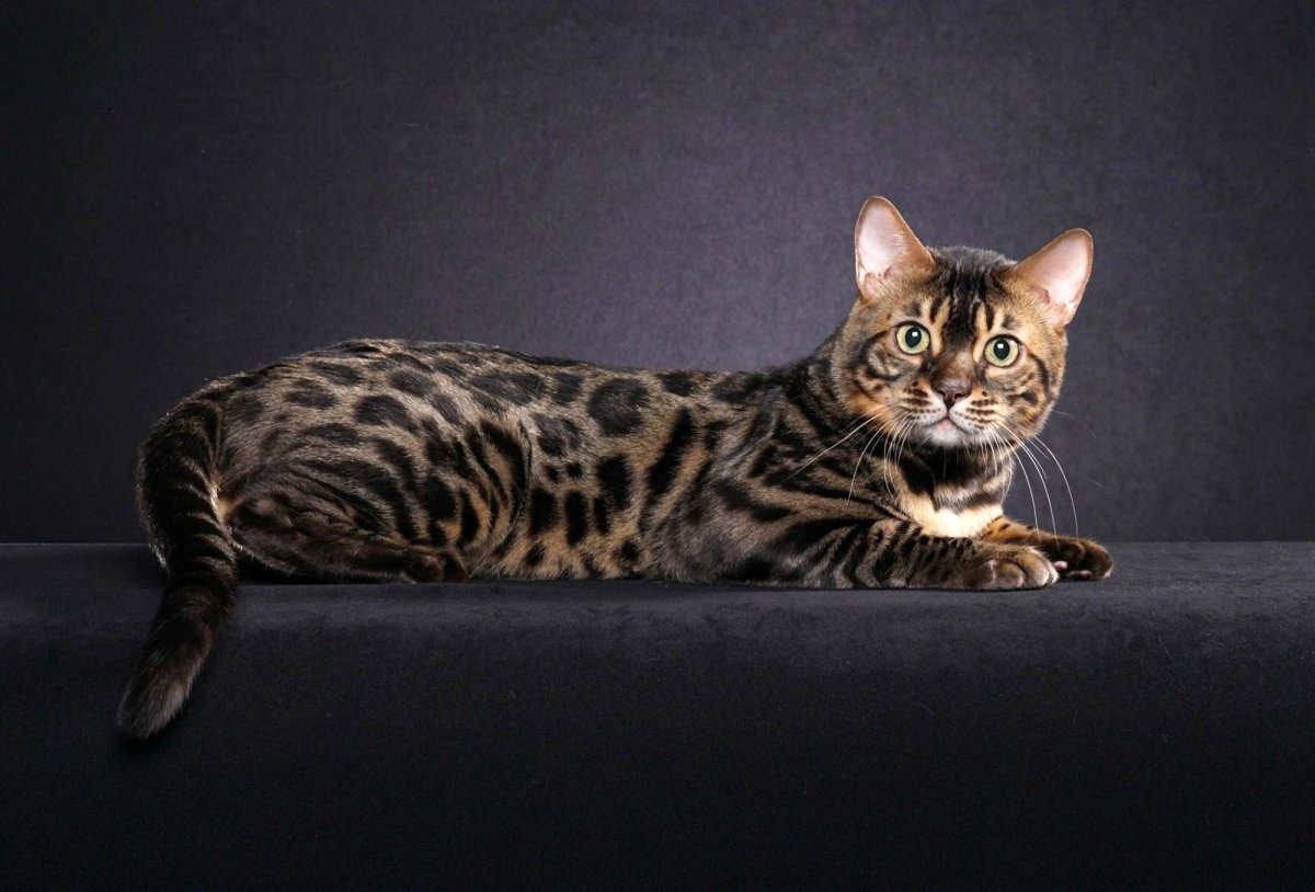 Бенгальская ая меланистик